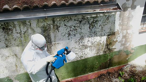Top rated local Bathroom Mold Removal specialists in Naples, TX